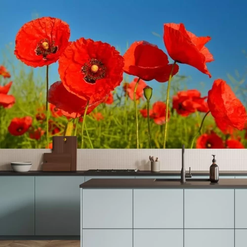 Papier peint  Champ coquelicots rouges