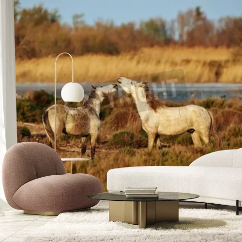 Papier peint  Deux chevaux dans les prés