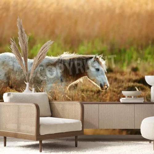 Papier peint  Cheval marchant dans le pré