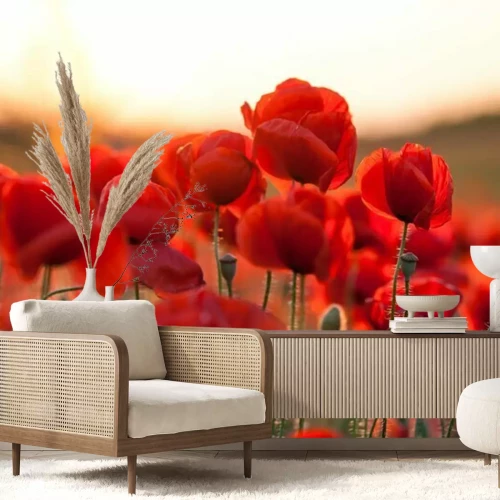 Papier peint  Coquelicots au coucher du soleil