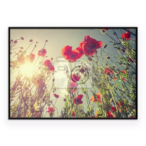 Poster  Un coquelicot rouge se dresse contre le ciel