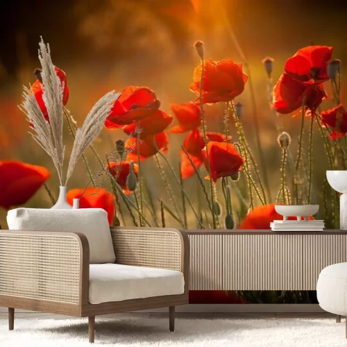 Papier peint  Coquelicots dans les rayons du soleil sur un fond flou