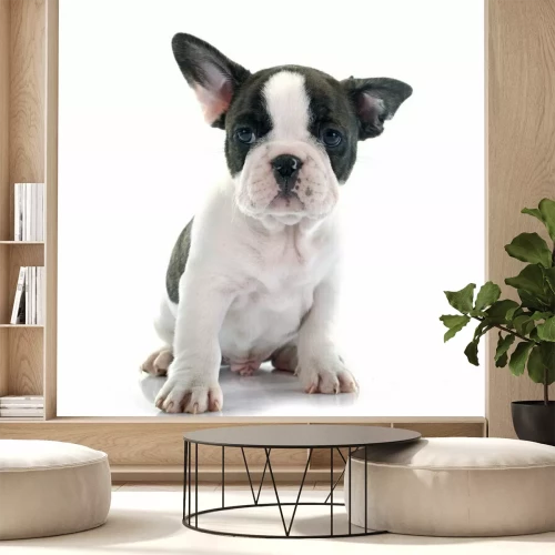 Papier peint  Chiot bouledogue français