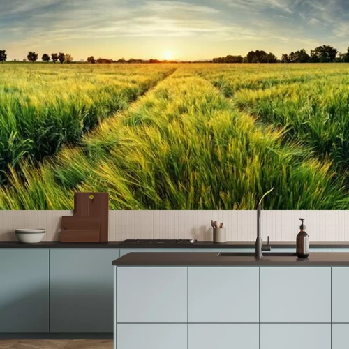 Papier peint  Lever du soleil sur un champ vert