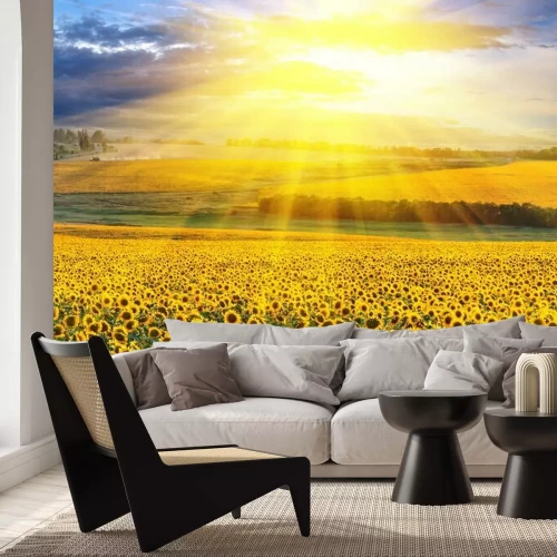 Papier peint  Milliers de tournesols dans un champ