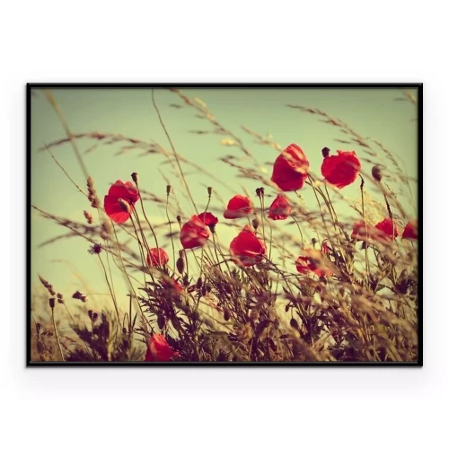 Poster  Coquelicots immortalisés dans une photographie ancienne