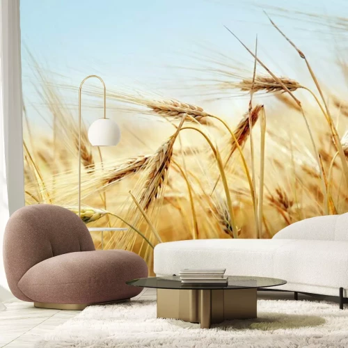 Papier peint  Épis de blé et nature