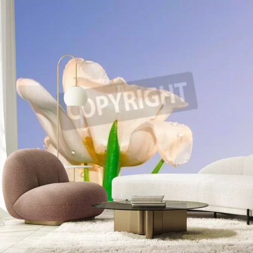 Papier peint  Tulipes blanches sur le ciel