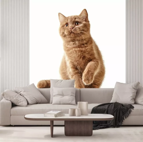 Sticker  Chat britannique sur fond clair