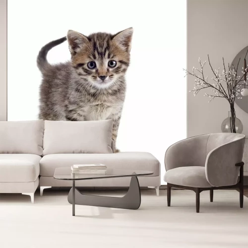 Papier peint  Chat à rayures sur fond clair