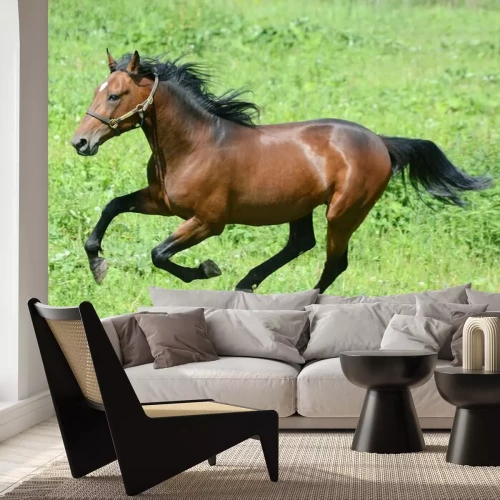 Papier peint  Chevaux noirs au galop