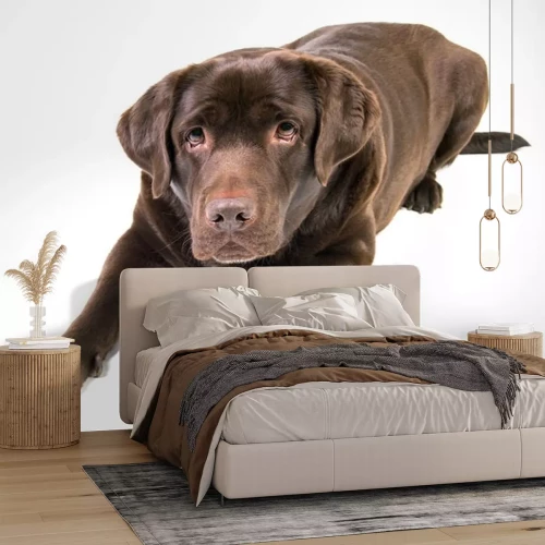 Sticker  Chien marron allongé