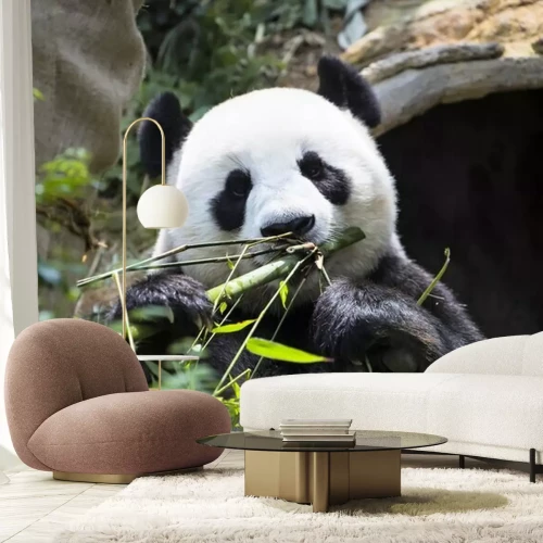 Papier peint  Panda au milieu des feuilles de bambou