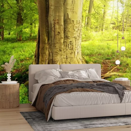 Papier peint  Arbre dans une forêt verte par une journée ensoleillée