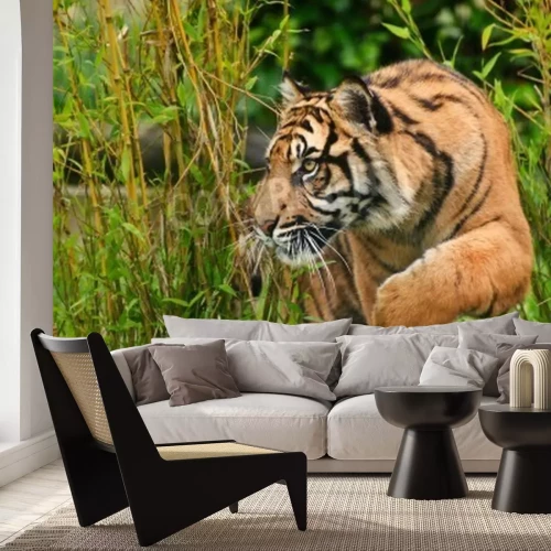 Papier peint  Tigre de Sumatra fond végétal
