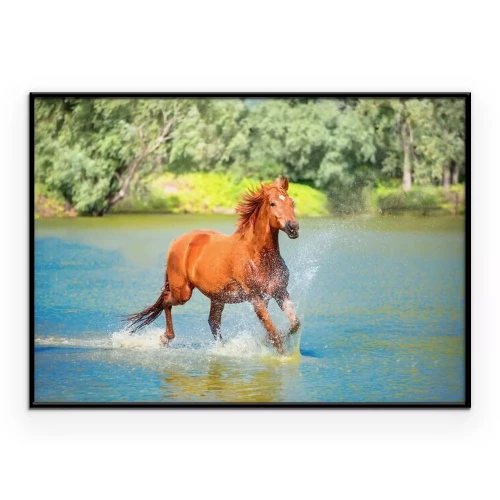 Poster  Un cheval galopant dans l'eau