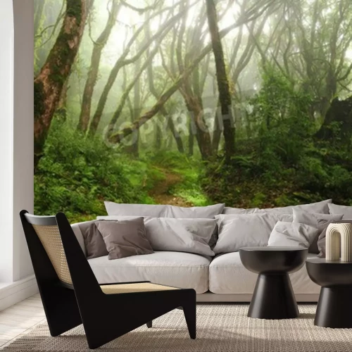 Papier peint  La forêt vierge et la brume du matin