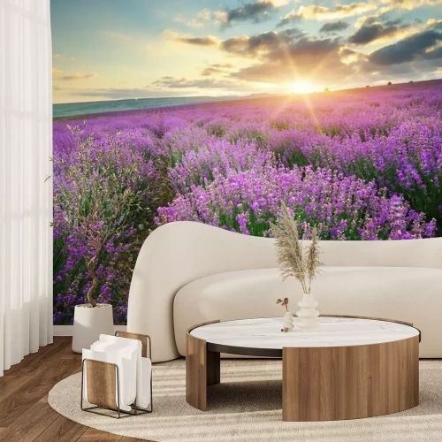 Papier peint  Champ de lavande en fleurs et soleil couchant