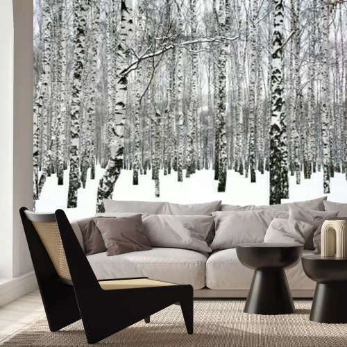 Papier peint  Bouleau en hiver