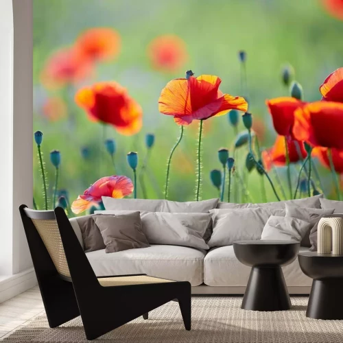 Papier peint  Coquelicots sauvages au soleil sur fond flou