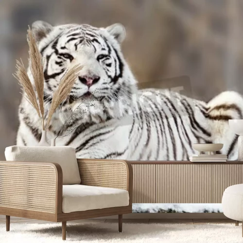 Papier peint  Tigre blanc sur un fond flou