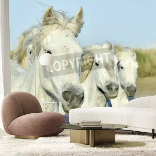 Papier peint  Portrait de trois chevaux