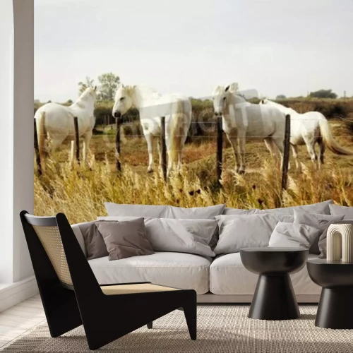 Papier peint  Chevaux blancs au milieu des prés marron