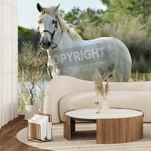 Papier peint  Portrait cheval blanc de Camargue
