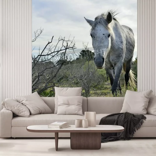 Papier peint  Cheval gris marchant au pas sur un chemin