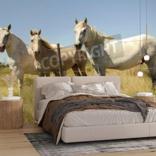 Papier peint  Chevaux derrière la clôture