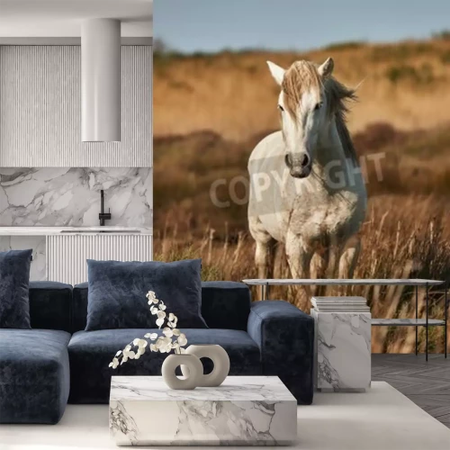 Papier peint  Etalon dans un pré sauvage