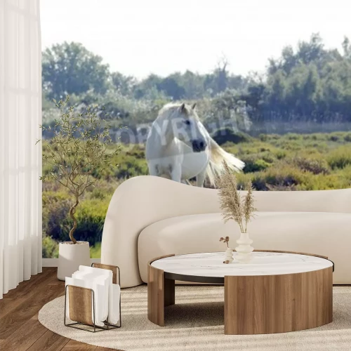 Papier peint  Cheval blanc dans la verdure