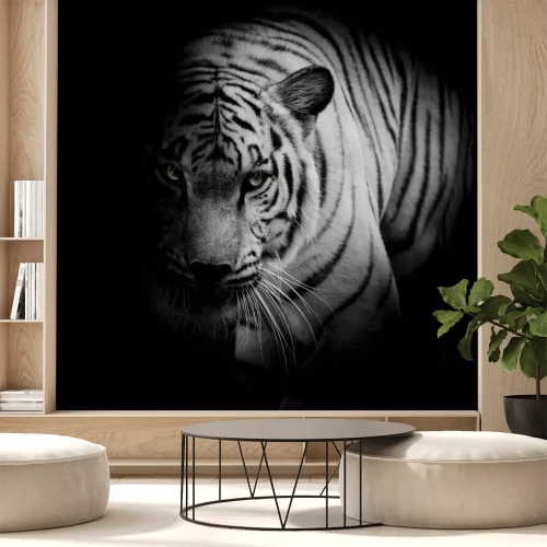 Sticker  Tigre sur une photo en noir et blanc