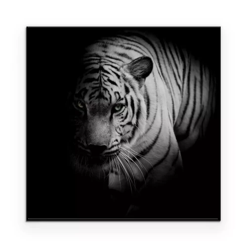 Poster  Tigre sur une photo en noir et blanc