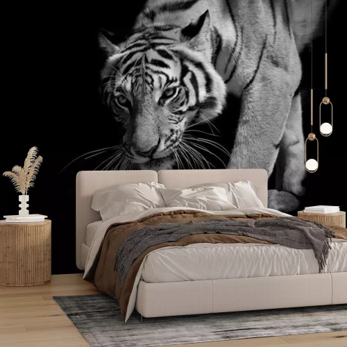 Sticker  Un tigre en mouvement sortant de l'ombre