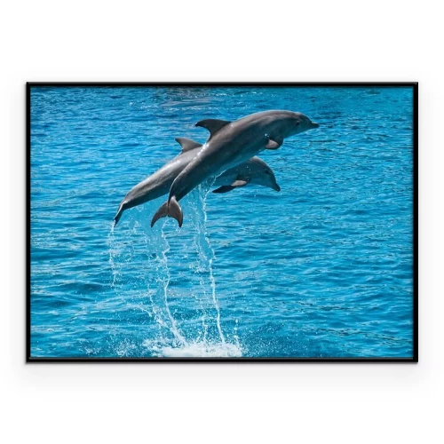Poster  Deux dauphins sautent hors de l'eau bleue