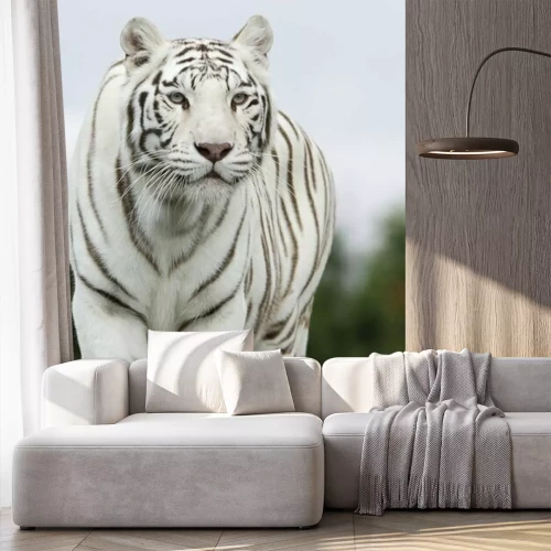 Papier peint  Silhouette de tigre blanc