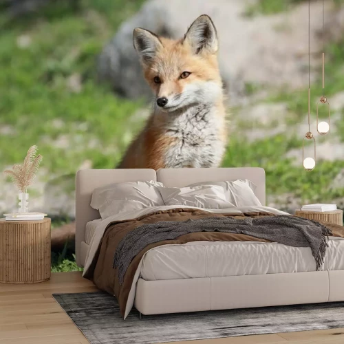 Papier peint  Petit renard roux