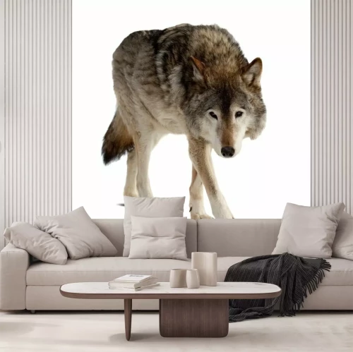 Papier peint  Loup solitaire sur fond clair