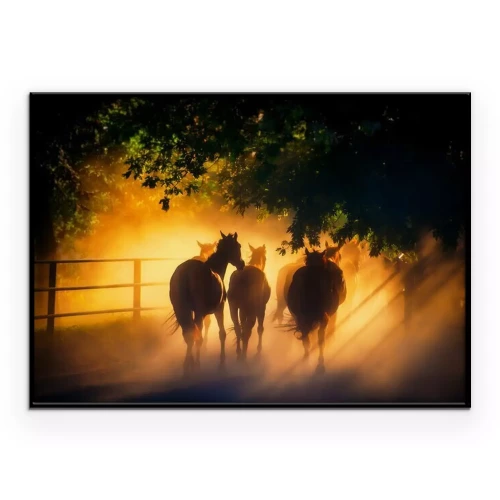 Poster  Un troupeau de chevaux dans les rayons du soleil couchant
