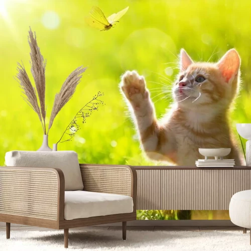 Papier peint  Petit chaton avec un papillon dans une prairie ensoleillée