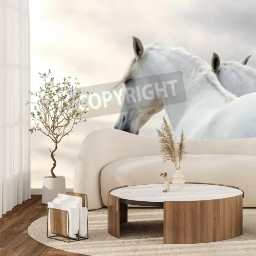 Papier peint  Portrait de chevaux blancs