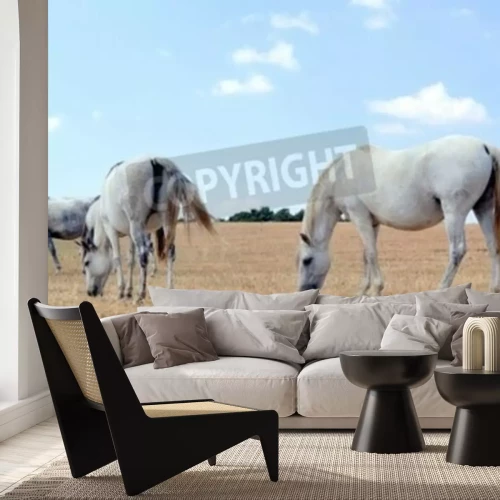 Papier peint  Chevaux sur le ciel bleu