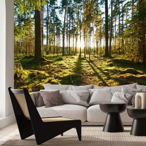 Papier peint  Lever de soleil dans une forêt de pins