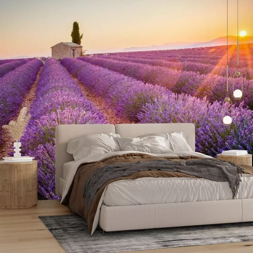 Papier peint  Un champ de lavande en Provence sous les rayons du soleil