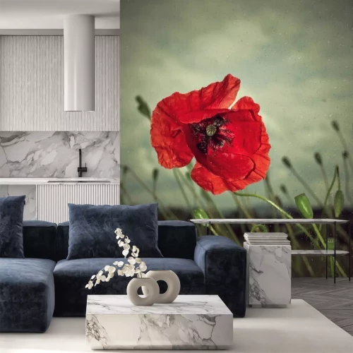 Papier peint  Poppy sous la pluie