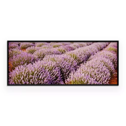 Poster  Rayures violettes de lavande en fleurs