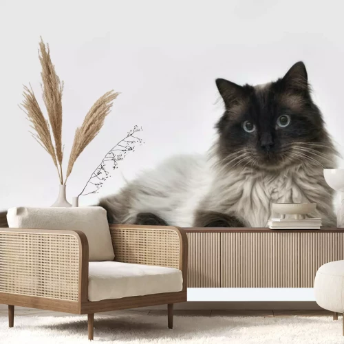 Papier peint  Chat Ragdoll couché