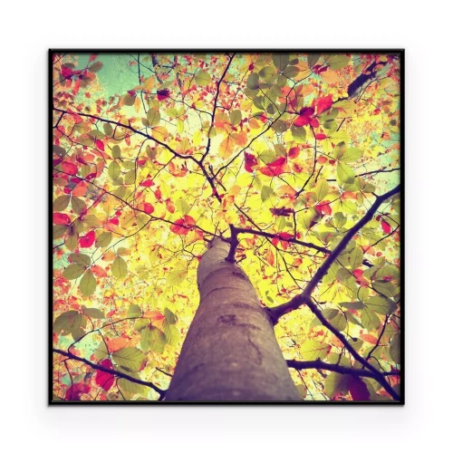 Poster  Un arbre solitaire paré des couleurs d'automne