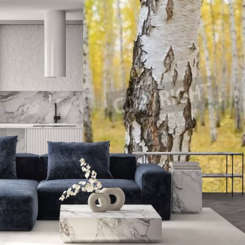 Papier peint  Bouleau dans la forêt d'automne